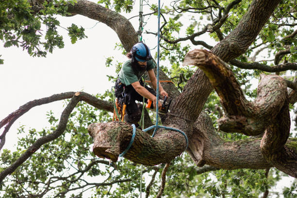 Professional Tree Removal Services in Zion, IL