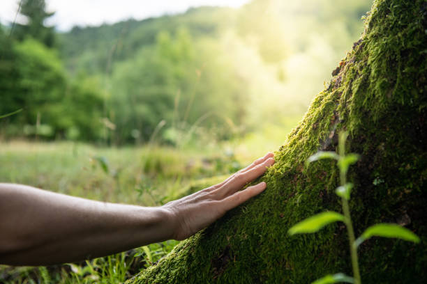 How Our Tree Care Process Works  in  Zion, IL