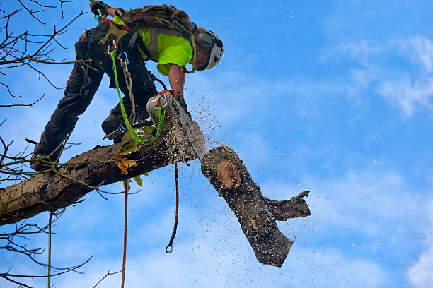 Best Residential Tree Removal  in Zion, IL